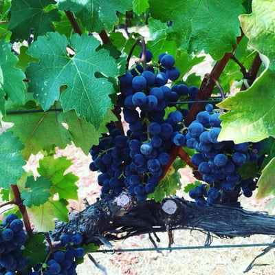 Red Cap Vineyards by null
