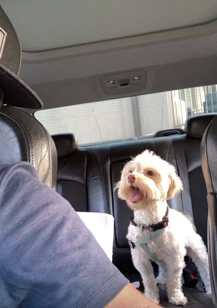 PUPPY LOVE PET GROOMING Updated September 2024 1209 N Wood Ave