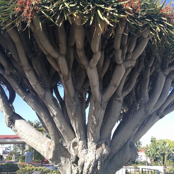 Hotel del Coronado, Curio Collection by Hilton - Dragon tree - Coronado, CA
