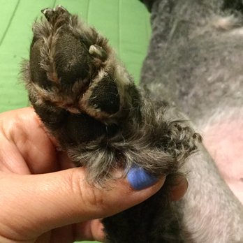 Velvet Bow Pet Grooming - Poorly groomed hind leg. I asked specifically to get as much fur off the toes and paw as possible. I think they could have gotten some more. - Pet Groomers Near Me - Joliet, Illinois Velvet Bow Pet Grooming - Poorly groomed hind leg. I asked specifically to get as much fur off the toes and paw as possible. I think they could have gotten some more. - Pet Groomers Near Me - Joliet, Illinois