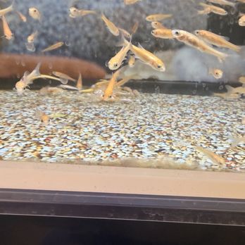 Petco - Pet Stores Near Me - Henderson, Nevada