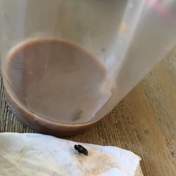 Evergreen Coffee - Found Fly in my iced mocha. So disgusted by this. - Breakfast & Brunch Near Me - San Jose, California Evergreen Coffee - Found Fly in my iced mocha. So disgusted by this. - Breakfast & Brunch Near Me - San Jose, California