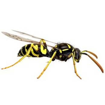 Premier Pest Services - Pest Control Near Me Premier Pest Services - Pest Control Near Me