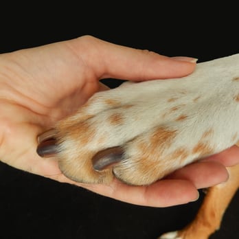 Fetch Doggie Daycare - $10 Nail-trims!! - Pet Groomers Near Me - Portland, Oregon Fetch Doggie Daycare - $10 Nail-trims!! - Pet Groomers Near Me - Portland, Oregon