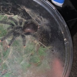 This is my baby Irelia (avicularia avicularia) I purchased from them :) my boyfriend got a gorgeous avicularia purpurea! This is my baby Irelia (avicularia avicularia) I purchased from them :) my boyfriend got a gorgeous avicularia purpurea!