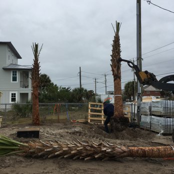 Liberty Landscape Supply - Careful positioning of the cabbage palms on a tight lot. - Nurseries & Gardening Near Me - Fernandina Beach, Florida Liberty Landscape Supply - Careful positioning of the cabbage palms on a tight lot. - Nurseries & Gardening Near Me - Fernandina Beach, Florida