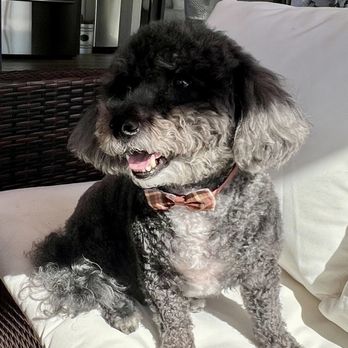 A Doggies Tail Spaw - So fresh & so clean! - Pet Groomers Near Me - Simi Valley, California A Doggies Tail Spaw - So fresh & so clean! - Pet Groomers Near Me - Simi Valley, California