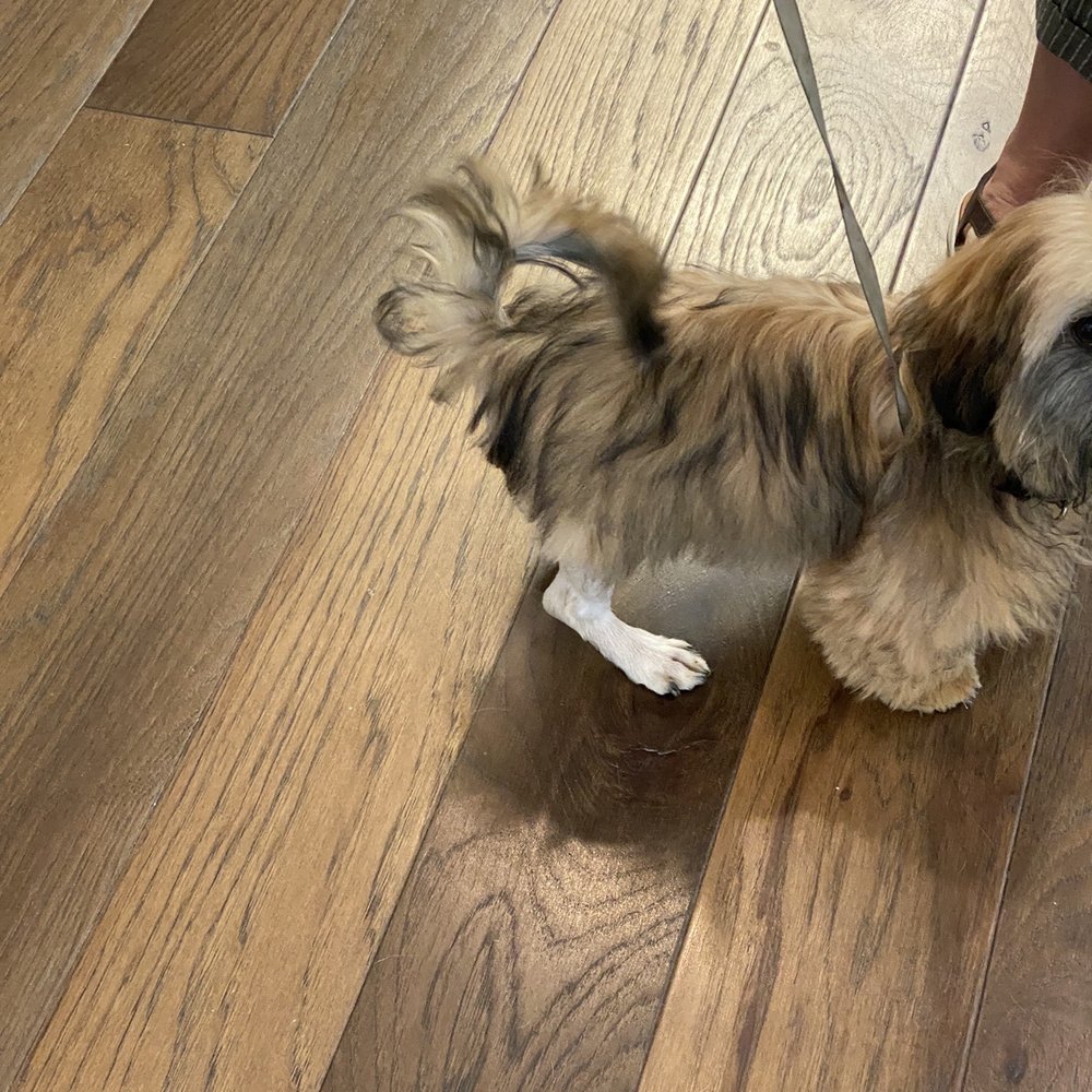 Notice the shaved back paws. Notice the shaved back paws.