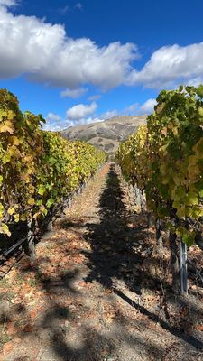 Zaca Mesa Winery by null