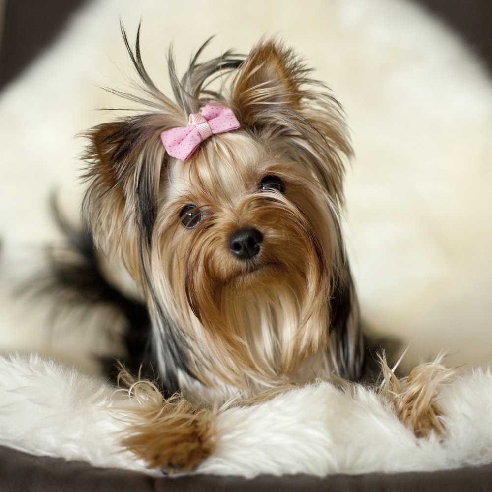 Live-pawsitively Image