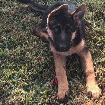 Sit Happens - Bear being a normal dog (post training) - Pet Training Near Me Sit Happens - Bear being a normal dog (post training) - Pet Training Near Me