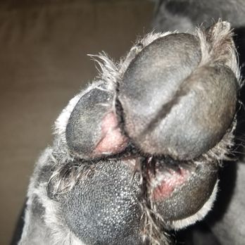 PetSmart - The groomer shaved chunks out of my dogs pads (all 4) and now she won't put weight on them. - Pet Training Near Me - Hillsboro, Oregon