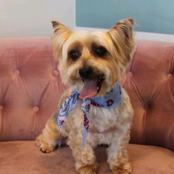 Sung's Grooming Studio - Pet Groomers Near Me - Studio City, California Sung's Grooming Studio - Pet Groomers Near Me - Studio City, California