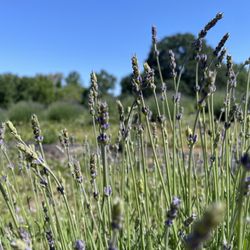 Wilton Family Lavender Farm