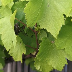 Eagle Haven Winery - These little babies will grow to be the best wine ever!!