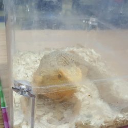 Hacienda Environmental Science Magnet - This is OJ.