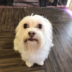 Bark At The Moon - Nonnie after her spa day. Ready for "meet the teacher"