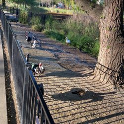 Southside Park - Ducks