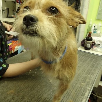 Paradise Pet Salon - Pet Groomers Near Me - Riverview, Florida Paradise Pet Salon - Pet Groomers Near Me - Riverview, Florida