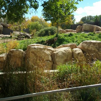 Denver Zoo - Hyena - Zoos Near Me - Denver, Colorado Denver Zoo - Hyena - Zoos Near Me - Denver, Colorado