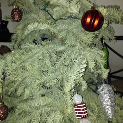 Tree Land Christmas Trees - Limp dead tree that can't drink any water because they didn't cut the stem.