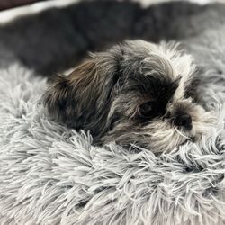 Bounce Animal Rescue - Our sweet Amelia Rose