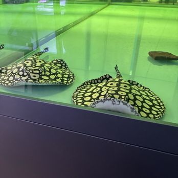 Fish World Aquarium - Stingray - Aquariums Near Me - Cincinnati, Ohio