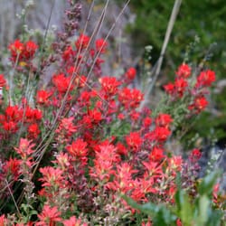 Cone Peak - Indian paintbrush on the Cone Peak Trail
