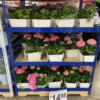 Sam's Club - Fresh flowers - Wholesale Stores Near Me - Homewood, Alabama Sam's Club - Fresh flowers - Wholesale Stores Near Me - Homewood, Alabama