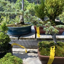 Tsugawa Nursery & Greenhouses
