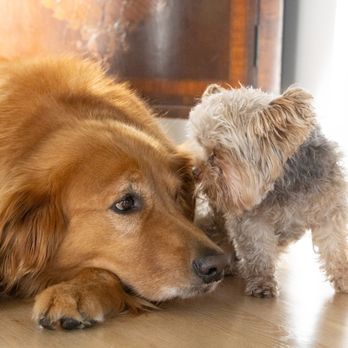 Senior Pet Vet - Pet Hospice Near Me