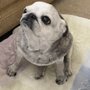 Margolis Jeff DVM MA Olympiad Animal Hospital