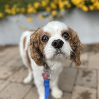 Palm Tree Pet Care - This is Gordie in Hillcrest! After each walk, you will find a picture and report on Instagram and our website! - Dog Walkers Near Me Palm Tree Pet Care - This is Gordie in Hillcrest! After each walk, you will find a picture and report on Instagram and our website! - Dog Walkers Near Me