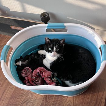 Rawhide & Catnip - Muffin the cat in a basket - Dog Walkers Near Me Rawhide & Catnip - Muffin the cat in a basket - Dog Walkers Near Me