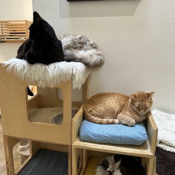 KitTea - Pet Adoption Near Me - San Francisco, California
