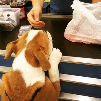 Doogie's Dollar - Gus enjoys Doogies aw much as I enjoy their friendly and knowledgeable staff. - Pet Stores Near Me - Davison, Michigan Doogie's Dollar - Gus enjoys Doogies aw much as I enjoy their friendly and knowledgeable staff. - Pet Stores Near Me - Davison, Michigan