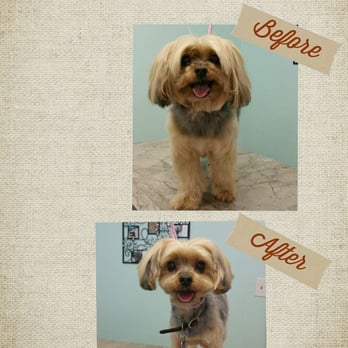 The Pampered Paw - Pet Groomers Near Me - Alpena, Michigan The Pampered Paw - Pet Groomers Near Me - Alpena, Michigan