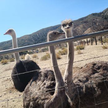 Quail Run Ranch - Tours Near Me - Lake Hughes, California Quail Run Ranch - Tours Near Me - Lake Hughes, California