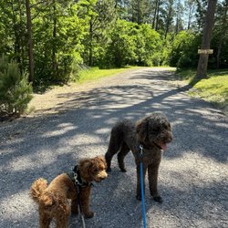 Rush No More RV Resort, Cabins and Campground - Walking our dogs around the park.