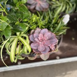 The Home Depot - Succulents