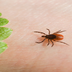 Ken Mitchell, NMD, RPh - ILADS Certified Lyme Literate Doctors