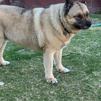 Zenni Dogs - Ally - 11 year old American Akita - Pet Training Near Me