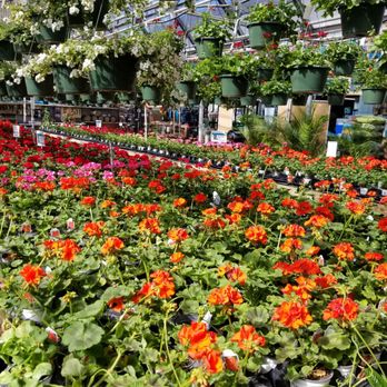 Panhandle Greenhouses - Nurseries & Gardening Near Me - Amarillo, Texas Panhandle Greenhouses - Nurseries & Gardening Near Me - Amarillo, Texas