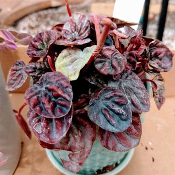 Groovy Plants Ranch - Nurseries & Gardening Near Me - Marengo, Ohio