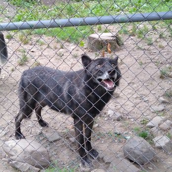 Lakota Wolf Preserve - Zoos Near Me - Columbia, New Jersey Lakota Wolf Preserve - Zoos Near Me - Columbia, New Jersey