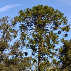 Stanford University Arboretum