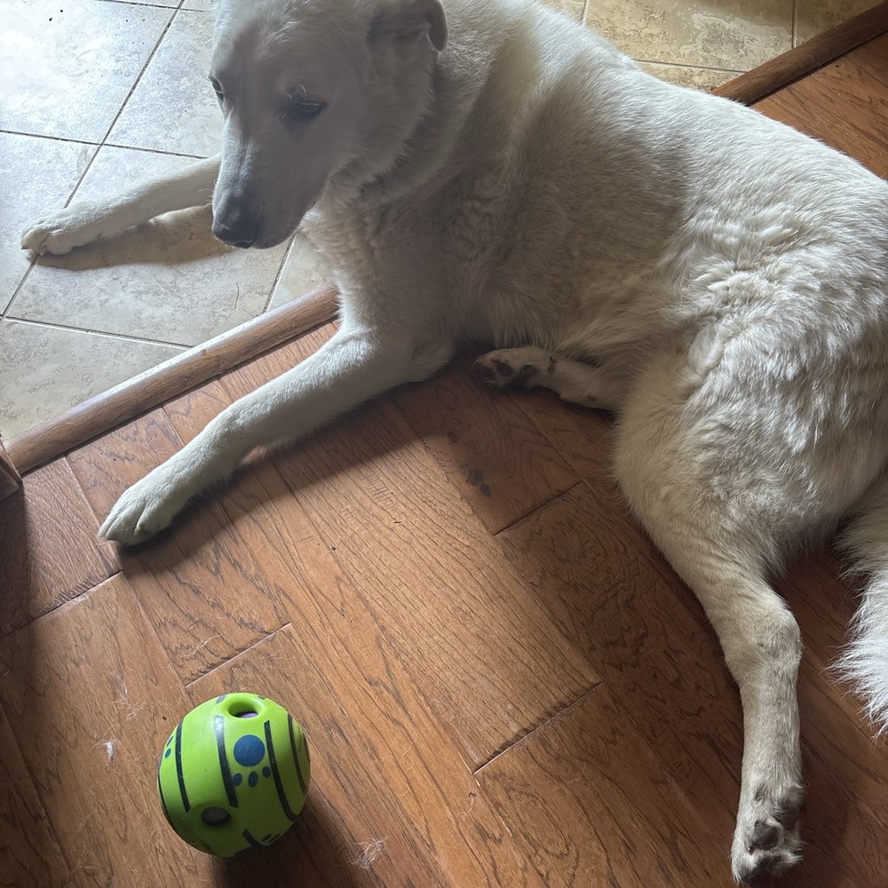 VEG ER for Pets - Atticus Finch is doing better. - Emergency Pet Hospital Near Me - Flower Mound, Texas VEG ER for Pets - Atticus Finch is doing better. - Emergency Pet Hospital Near Me - Flower Mound, Texas
