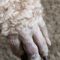 Dog Gone Clean Giftly Email, Text or Print, 10501 NE Hwy 99