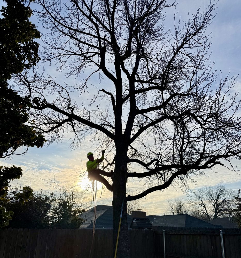 Cross Timbers Arborist - tree service in Oklahoma City, OK
