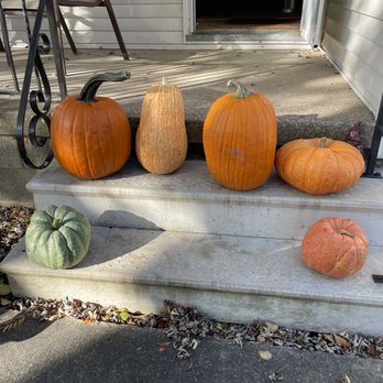 Schuster's Pumpkin Patch - Pumpkins we selected ! - Several pumpkins and gourds of different shapes, sizes, and colors are placed on a concrete step outside a house. The display includes orange, green, and beige pumpkins and gourds. The background shows part of a porch with a chair, a railing, and an open door leading into the house. Shadows and fallen leaves are visible on the ground, indicating an outdoor setting during fall. - Pumpkin Patches Near Me - Elyria, Ohio